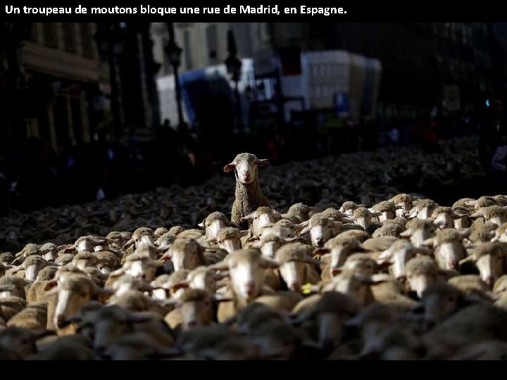 Un troupeau de moutons bloque une rue de Madrid, en Espagne. 