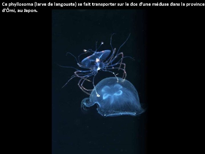 Ce phyllosoma (larve de langouste) se fait transporter sur le dos d'une méduse dans