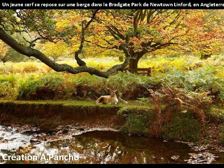 Un jeune cerf se repose sur une berge dans le Bradgate Park de Newtown