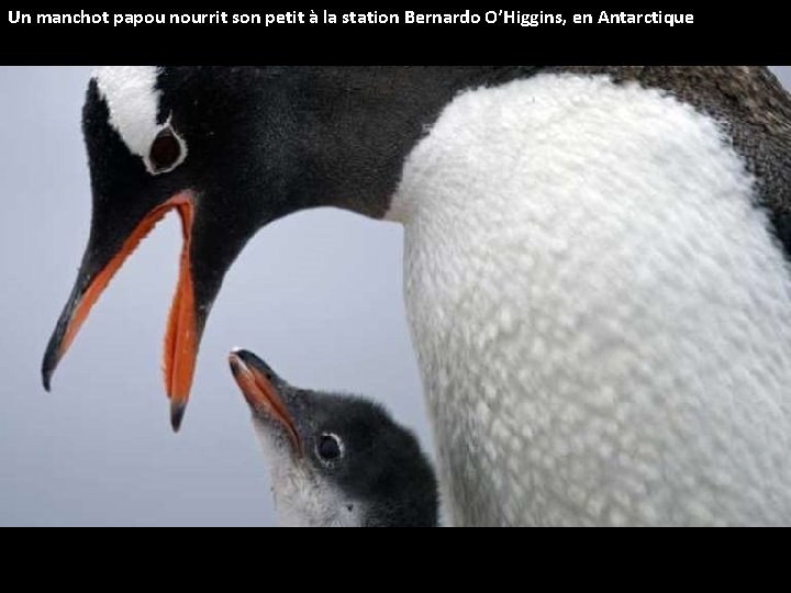 Un manchot papou nourrit son petit à la station Bernardo O’Higgins, en Antarctique 