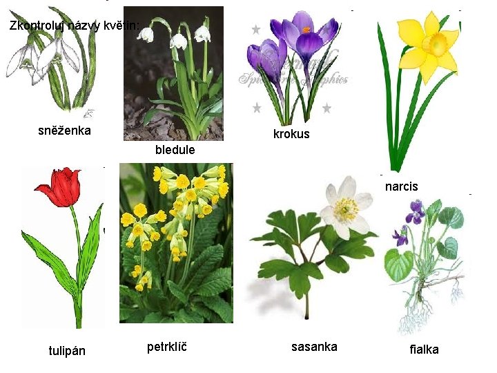 Zkontroluj názvy květin: sněženka krokus bledule narcis tulipán petrklíč sasanka fialka 