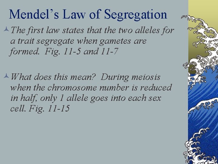 Mendel’s Law of Segregation ©The first law states that the two alleles for a