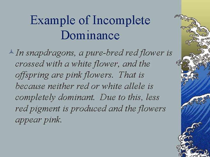 Example of Incomplete Dominance ©In snapdragons, a pure-bred flower is crossed with a white