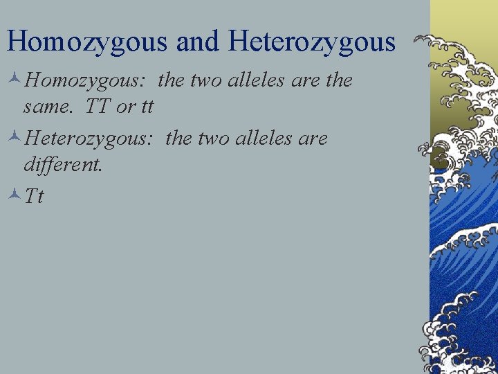 Homozygous and Heterozygous ©Homozygous: the two alleles are the same. TT or tt ©Heterozygous: