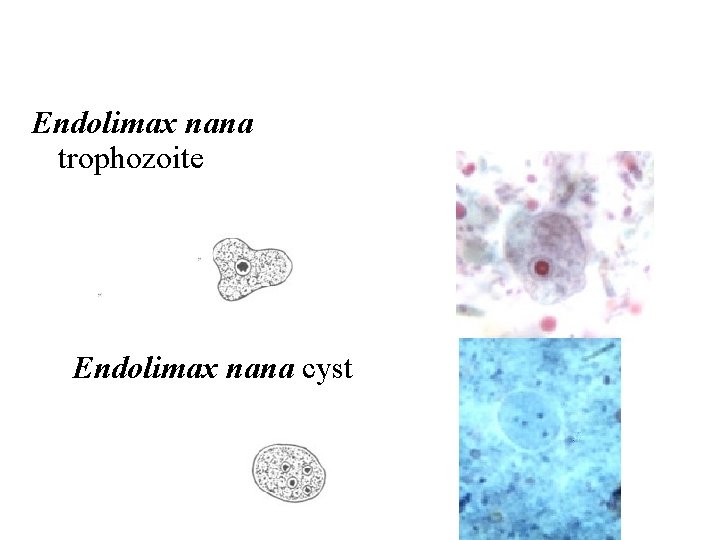 Endolimax nana trophozoite Endolimax nana cyst 