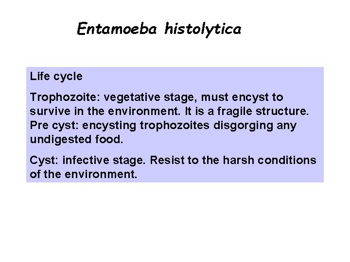 Entamoeba histolytica Life cycle Trophozoite: vegetative stage, must encyst to survive in the environment.