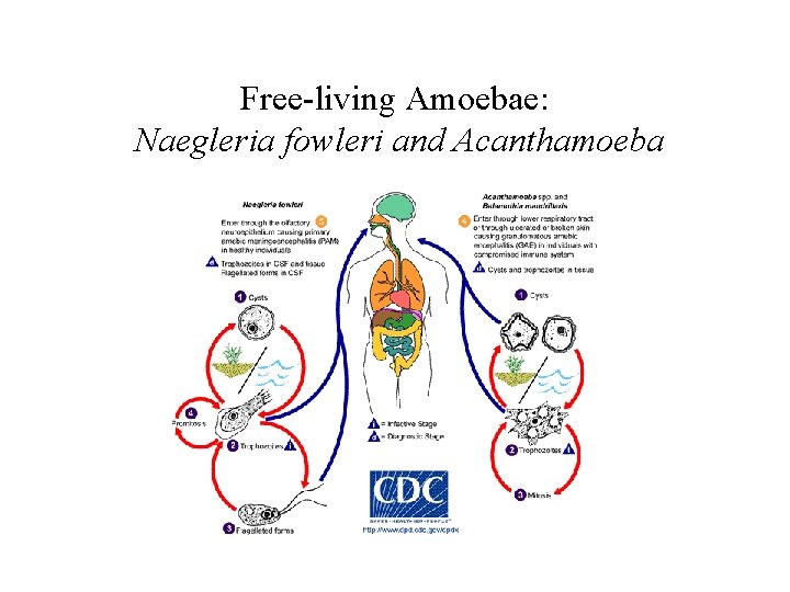Free-living Amoebae: Naegleria fowleri and Acanthamoeba 