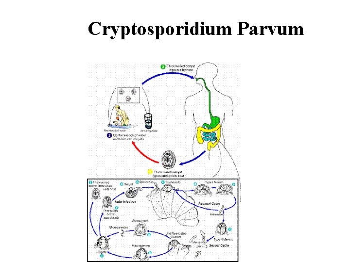 Cryptosporidium Parvum 