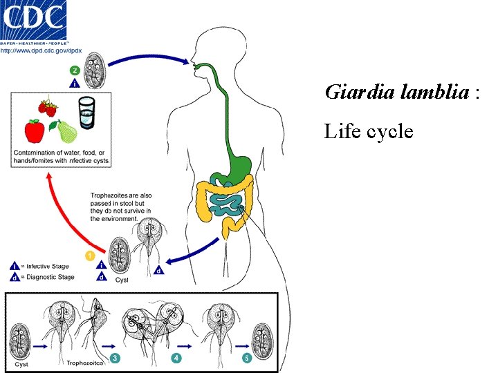 Giardia lamblia : Life cycle 