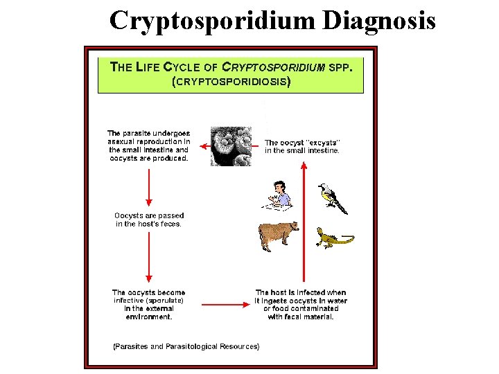 Cryptosporidium Diagnosis 