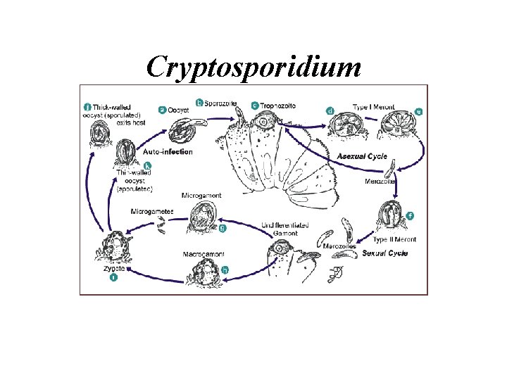 Cryptosporidium 