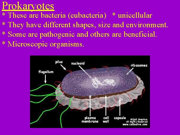 Prokaryotes * These are bacteria (eubacteria) * unicellular * They have different shapes, size