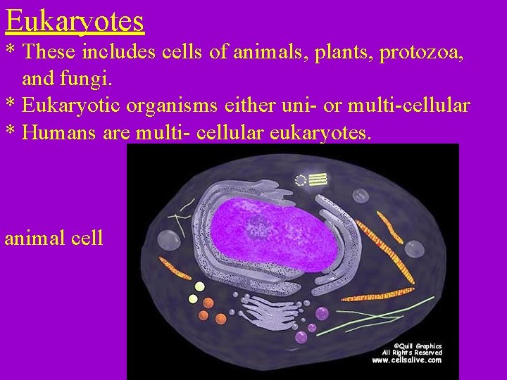 Eukaryotes * These includes cells of animals, plants, protozoa, and fungi. * Eukaryotic organisms