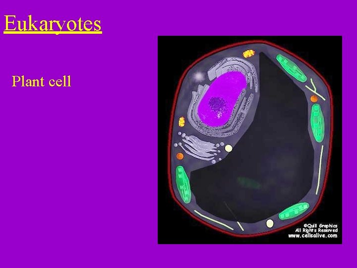 Eukaryotes Plant cell 