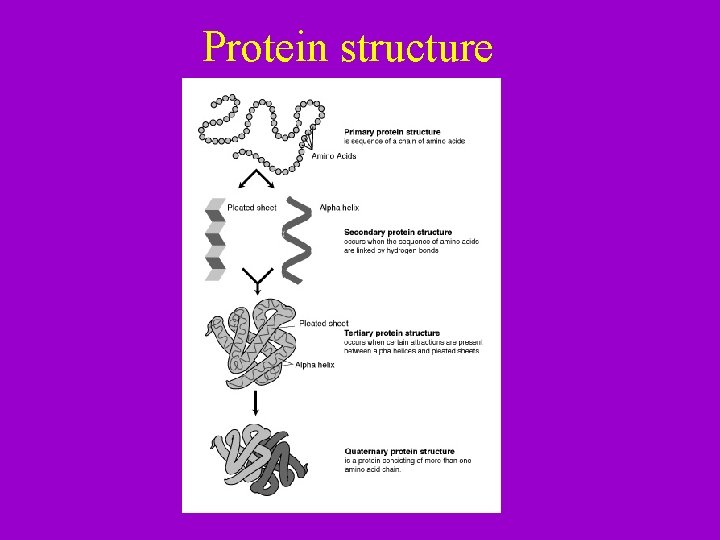 Protein structure 