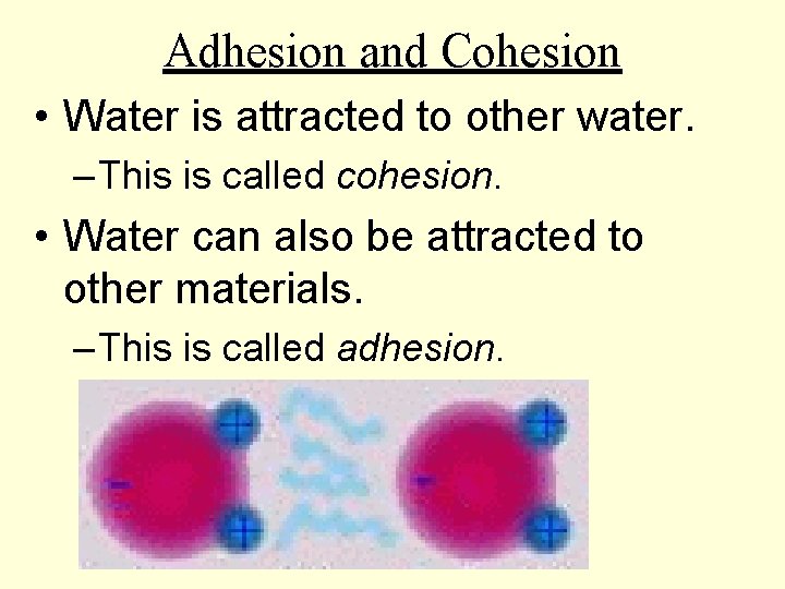 Adhesion and Cohesion • Water is attracted to other water. – This is called