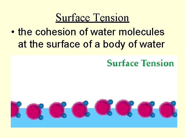 Surface Tension • the cohesion of water molecules at the surface of a body