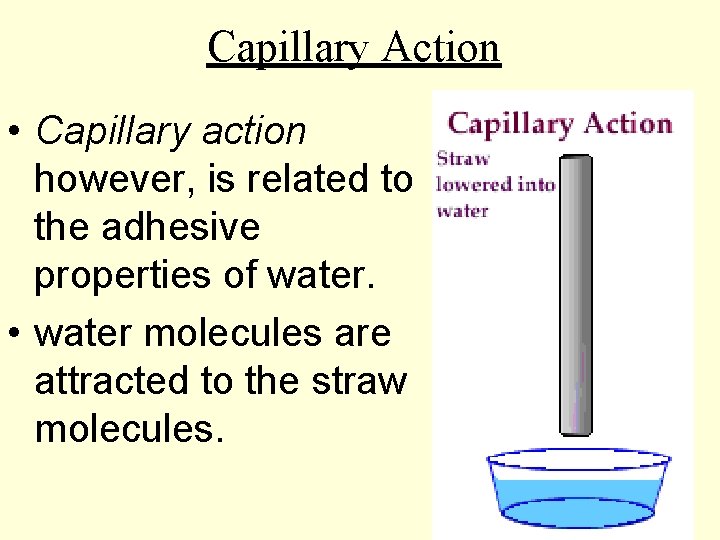 Capillary Action • Capillary action however, is related to the adhesive properties of water.