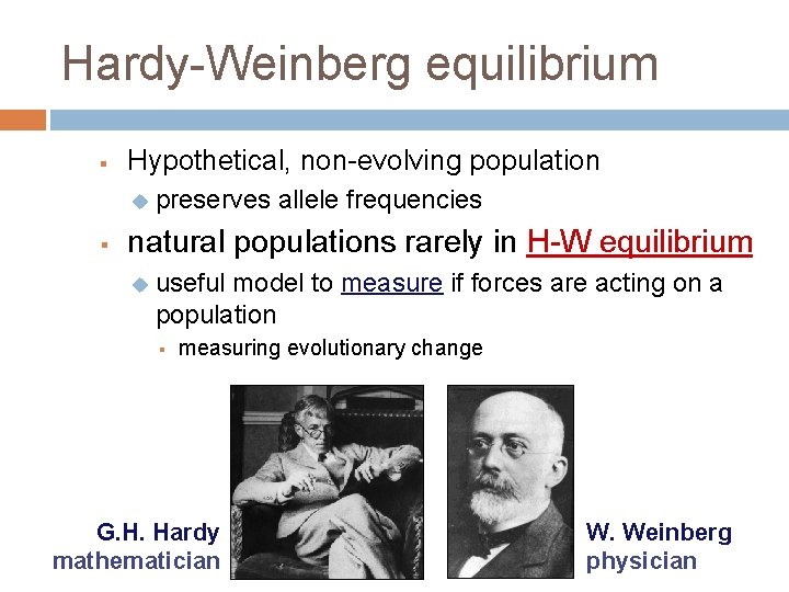 HARDY WEINBERG POPULATION GENETICS Using mathematical approaches to