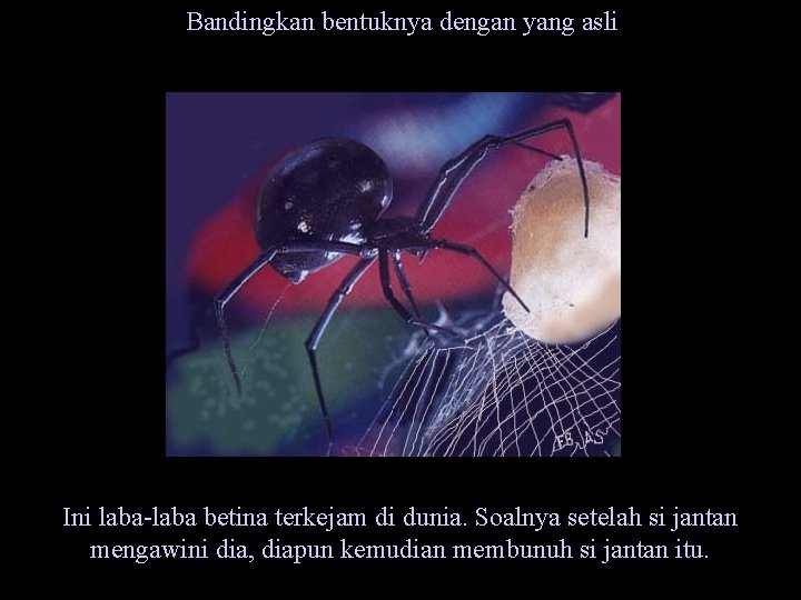 Bandingkan bentuknya dengan yang asli Ini laba-laba betina terkejam di dunia. Soalnya setelah si
