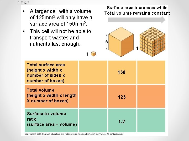 LE 6 -7 • A larger cell with a volume of 125 mm 3