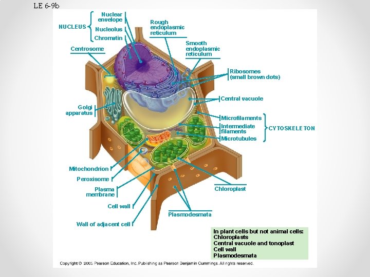LE 6 -9 b Nuclear envelope NUCLEUS Nucleolus Chromatin Centrosome Rough endoplasmic reticulum Smooth