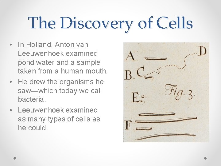The Discovery of Cells • In Holland, Anton van Leeuwenhoek examined pond water and