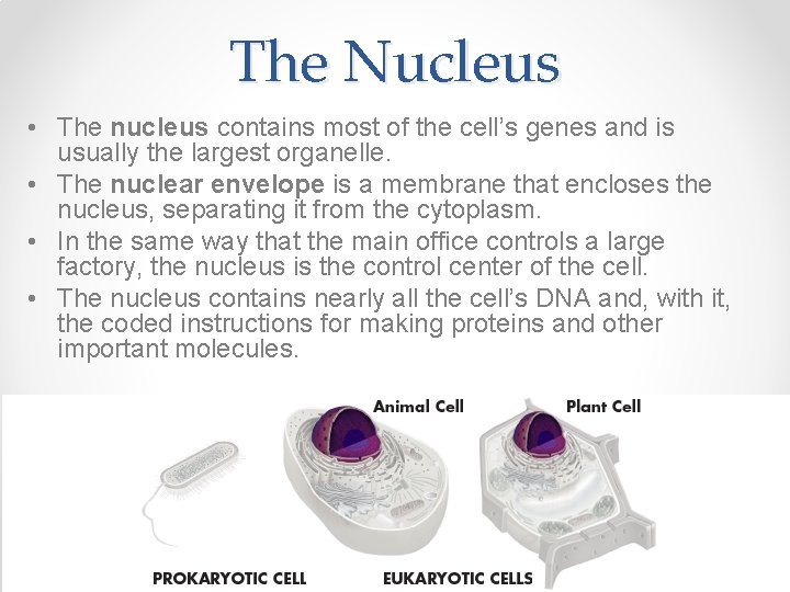 The Nucleus • The nucleus contains most of the cell’s genes and is usually