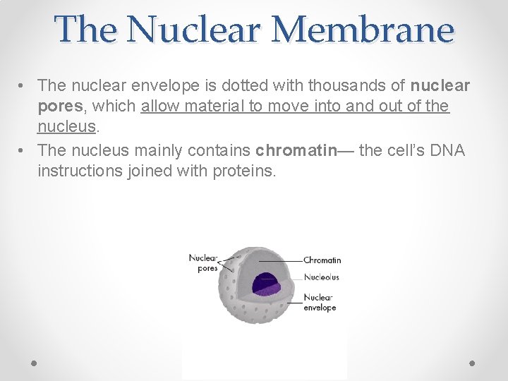 The Nuclear Membrane • The nuclear envelope is dotted with thousands of nuclear pores,