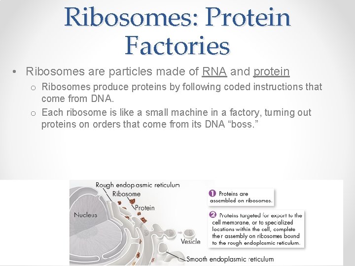 Ribosomes: Protein Factories • Ribosomes are particles made of RNA and protein o Ribosomes