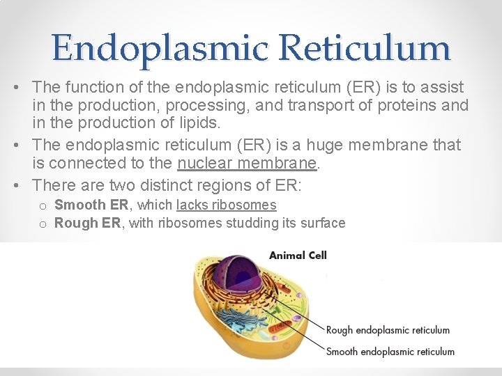 Endoplasmic Reticulum • The function of the endoplasmic reticulum (ER) is to assist in