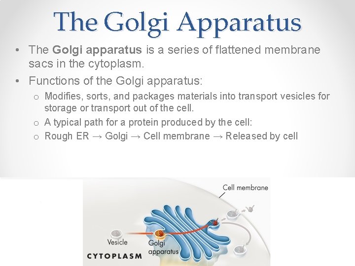 The Golgi Apparatus • The Golgi apparatus is a series of flattened membrane sacs