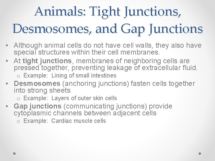 Animals: Tight Junctions, Desmosomes, and Gap Junctions • Although animal cells do not have