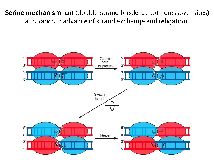 Serine mechanism: cut (double-strand breaks at both crossover sites) all strands in advance of