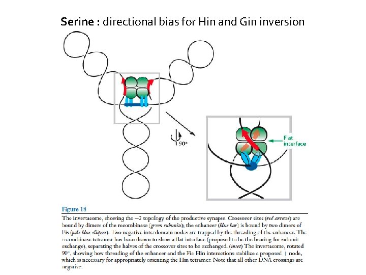 Serine : directional bias for Hin and Gin inversion 