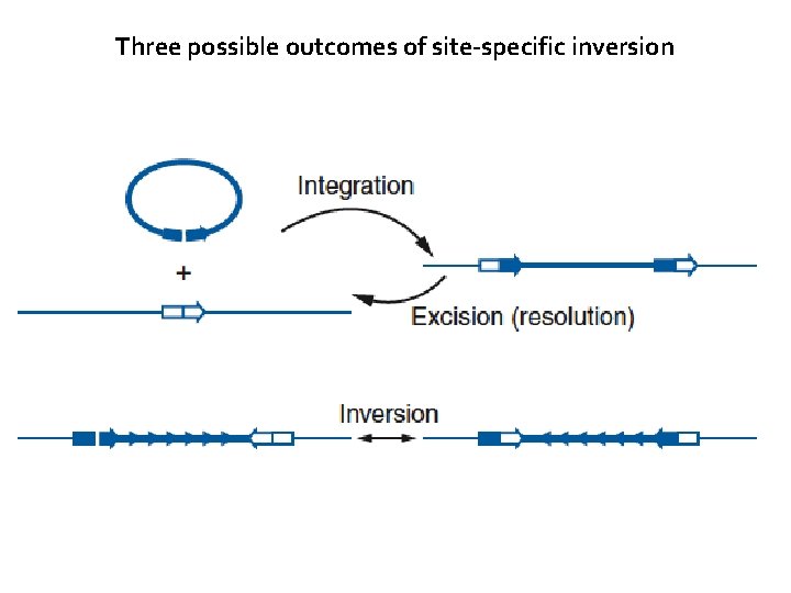 Three possible outcomes of site-specific inversion 