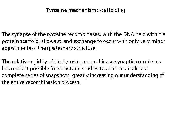 Tyrosine mechanism: scaffolding The synapse of the tyrosine recombinases, with the DNA held within