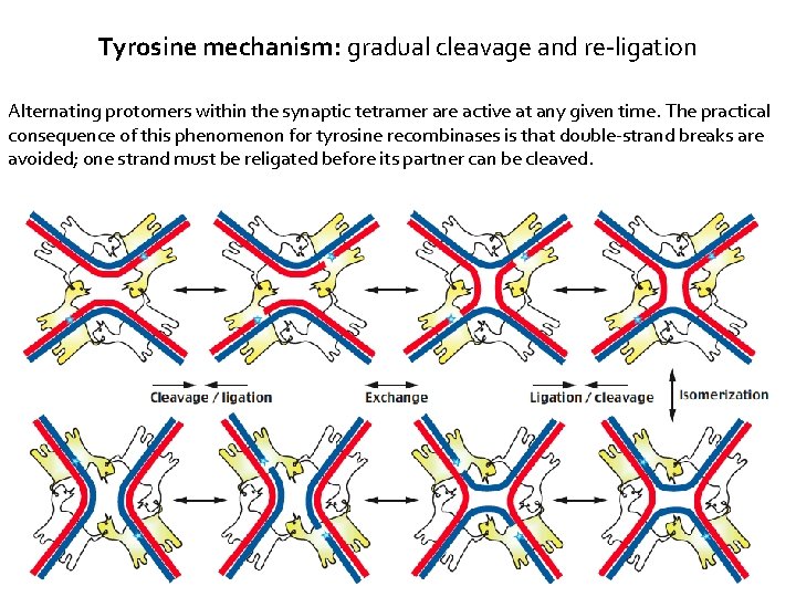 Tyrosine mechanism: gradual cleavage and re-ligation Alternating protomers within the synaptic tetramer are active
