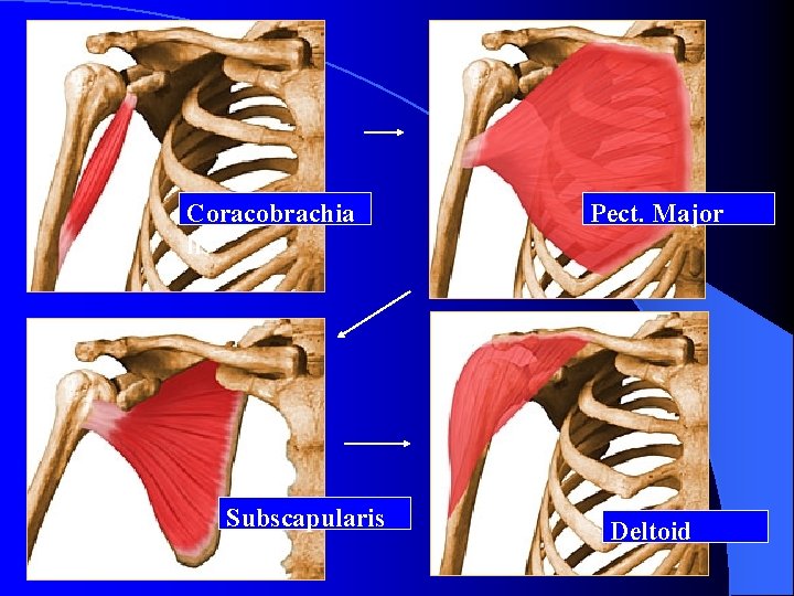 Coracobrachia lis Subscapularis Pect. Major Deltoid 