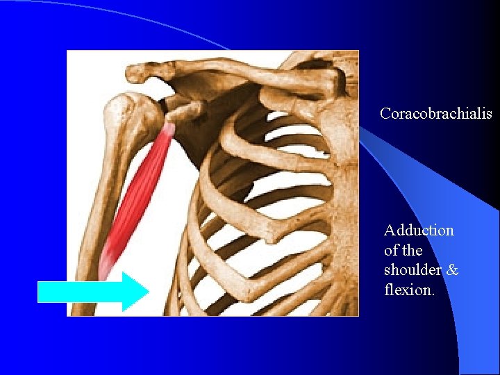 Coracobrachialis Adduction of the shoulder & flexion. 