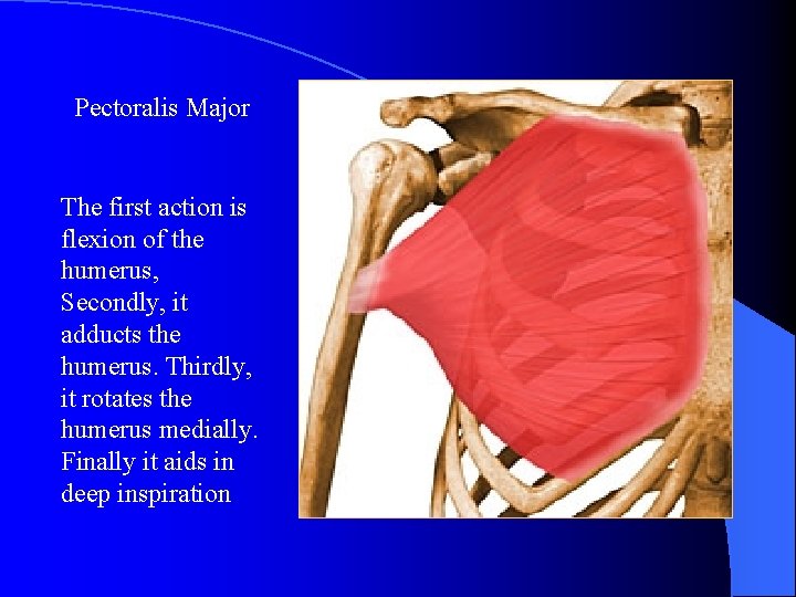 Pectoralis Major The first action is flexion of the humerus, Secondly, it adducts the