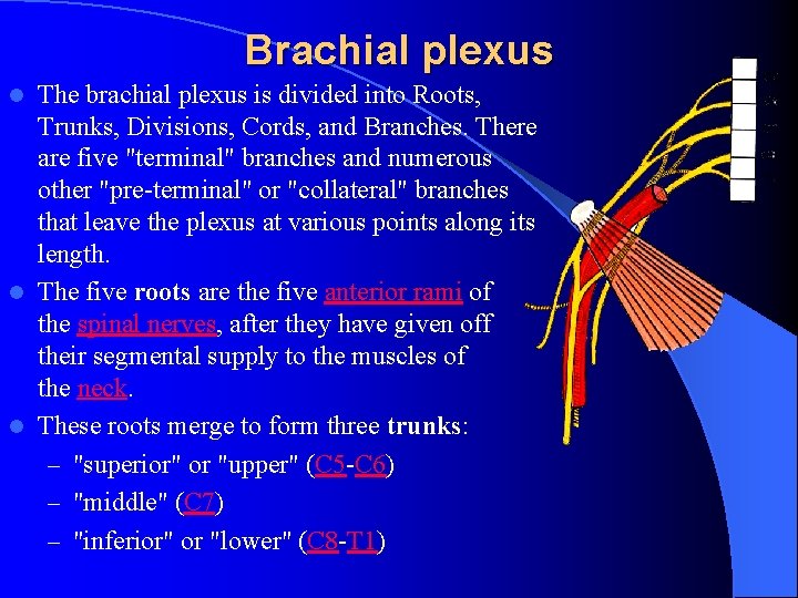 Brachial plexus The brachial plexus is divided into Roots, Trunks, Divisions, Cords, and Branches.