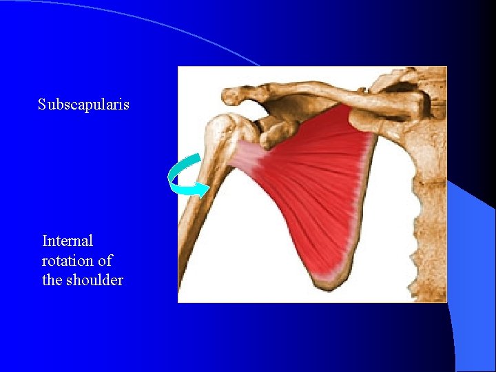Subscapularis Internal rotation of the shoulder 