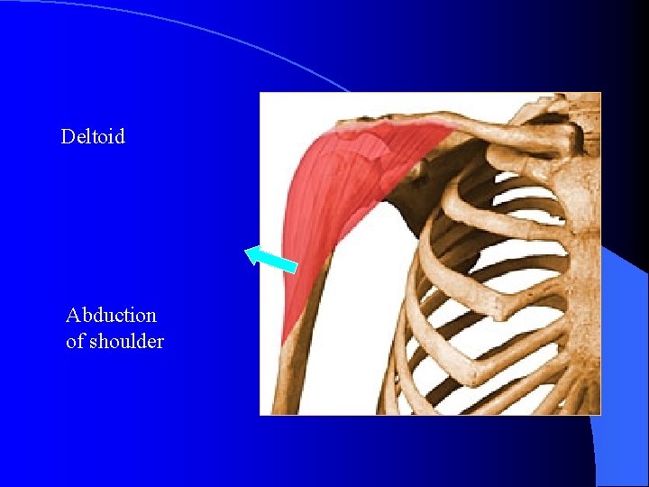 Deltoid Abduction of shoulder 