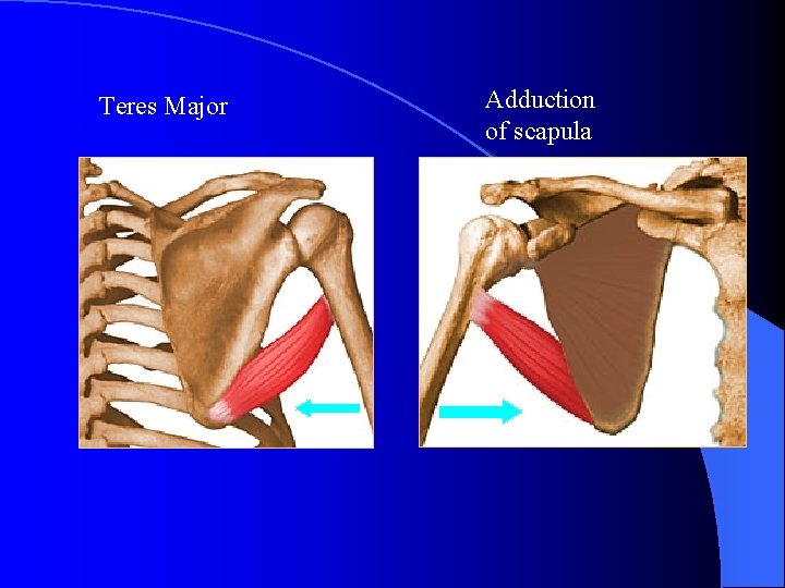 Teres Major Adduction of scapula 