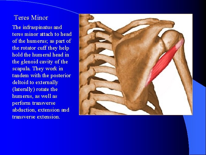 Teres Minor The infraspinatus and teres minor attach to head of the humerus; as