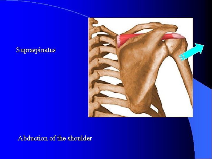 Supraspinatus Abduction of the shoulder 