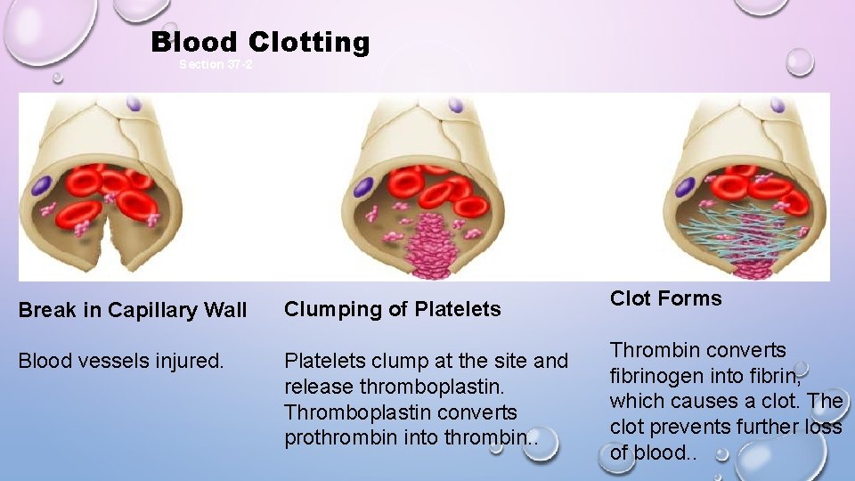Blood Clotting Section 37 -2 Break in Capillary Wall Clumping of Platelets Blood vessels
