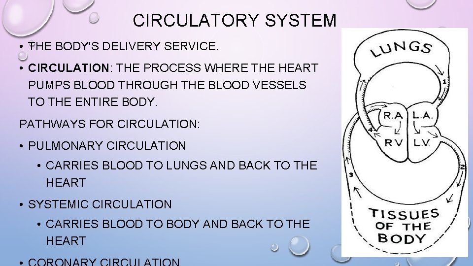 CIRCULATORY SYSTEM • THE BODY'S DELIVERY SERVICE. • CIRCULATION: THE PROCESS WHERE THE HEART