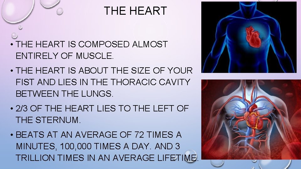 THE HEART • THE HEART IS COMPOSED ALMOST ENTIRELY OF MUSCLE. • THE HEART